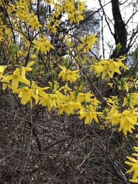 Image of Korean goldenbell tree