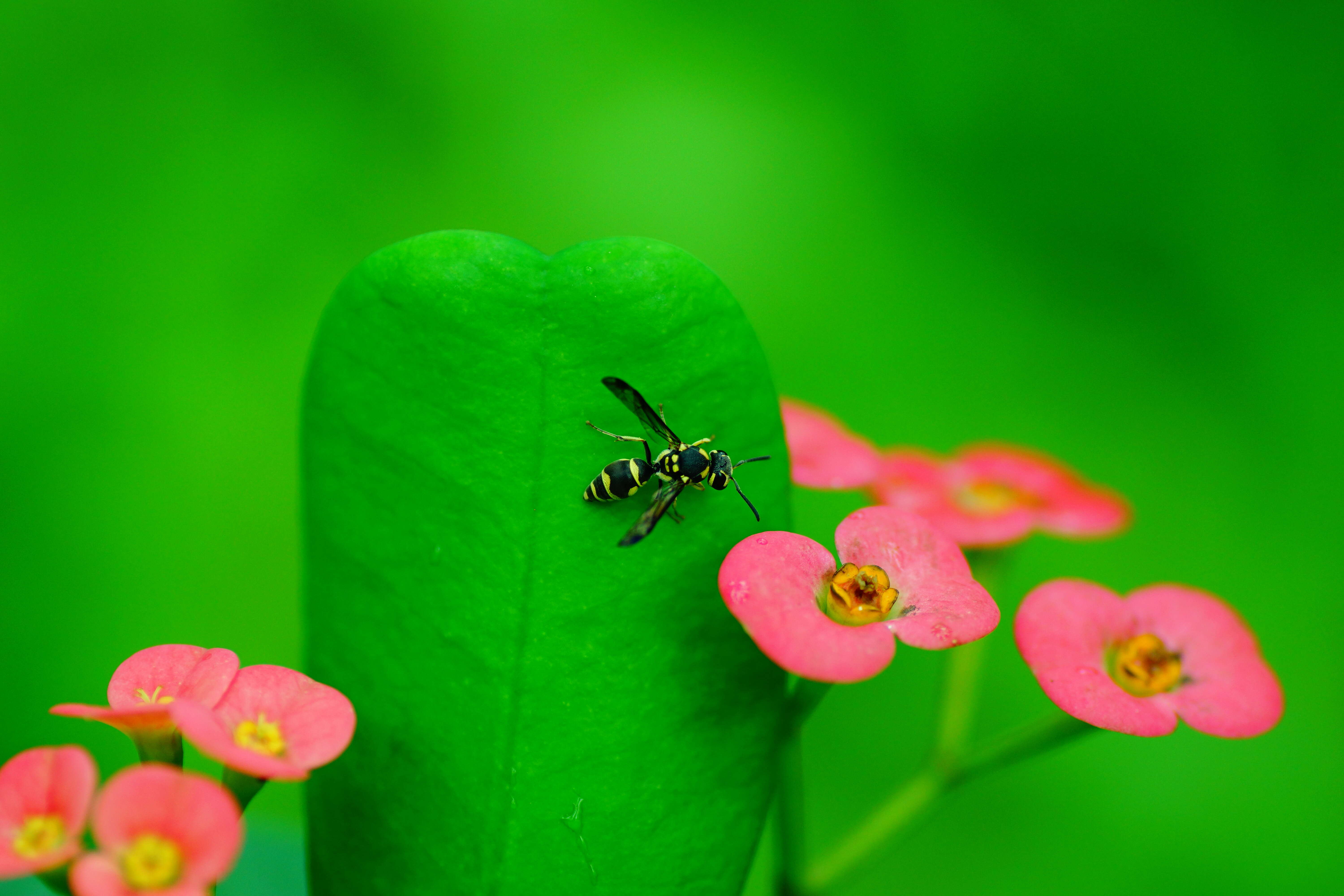 Image of Christ plant