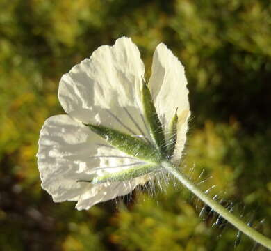 Imagem de Monsonia emarginata L'Her.