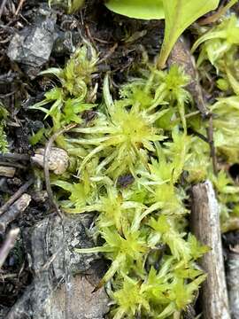 Image of Lescur's sphagnum