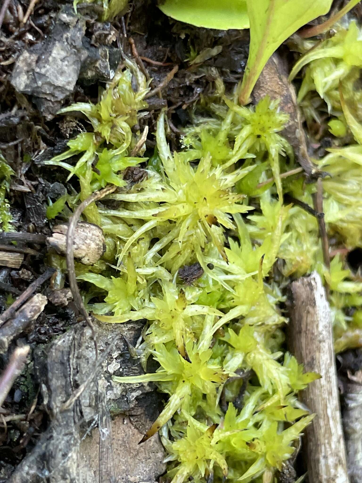 Sphagnum lescurii Sullivant ex A. Gray 1856的圖片