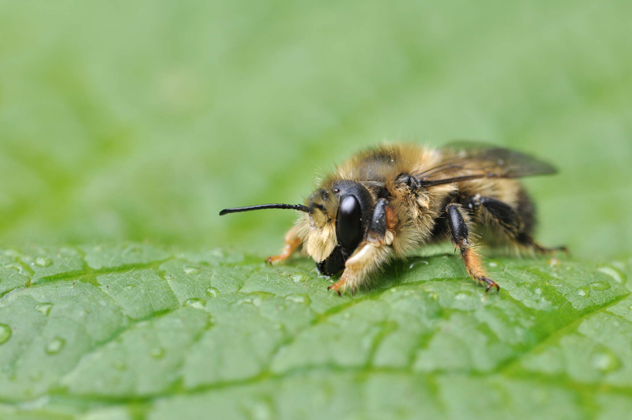 Image of Black-and-gray Leaf-cutter Bee