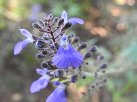 Sivun Salvia thyrsiflora Benth. kuva