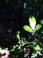 Image of Zanthoxylum asiaticum