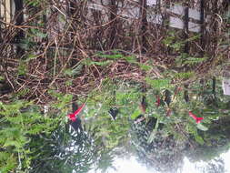 Image of Cypress Vine