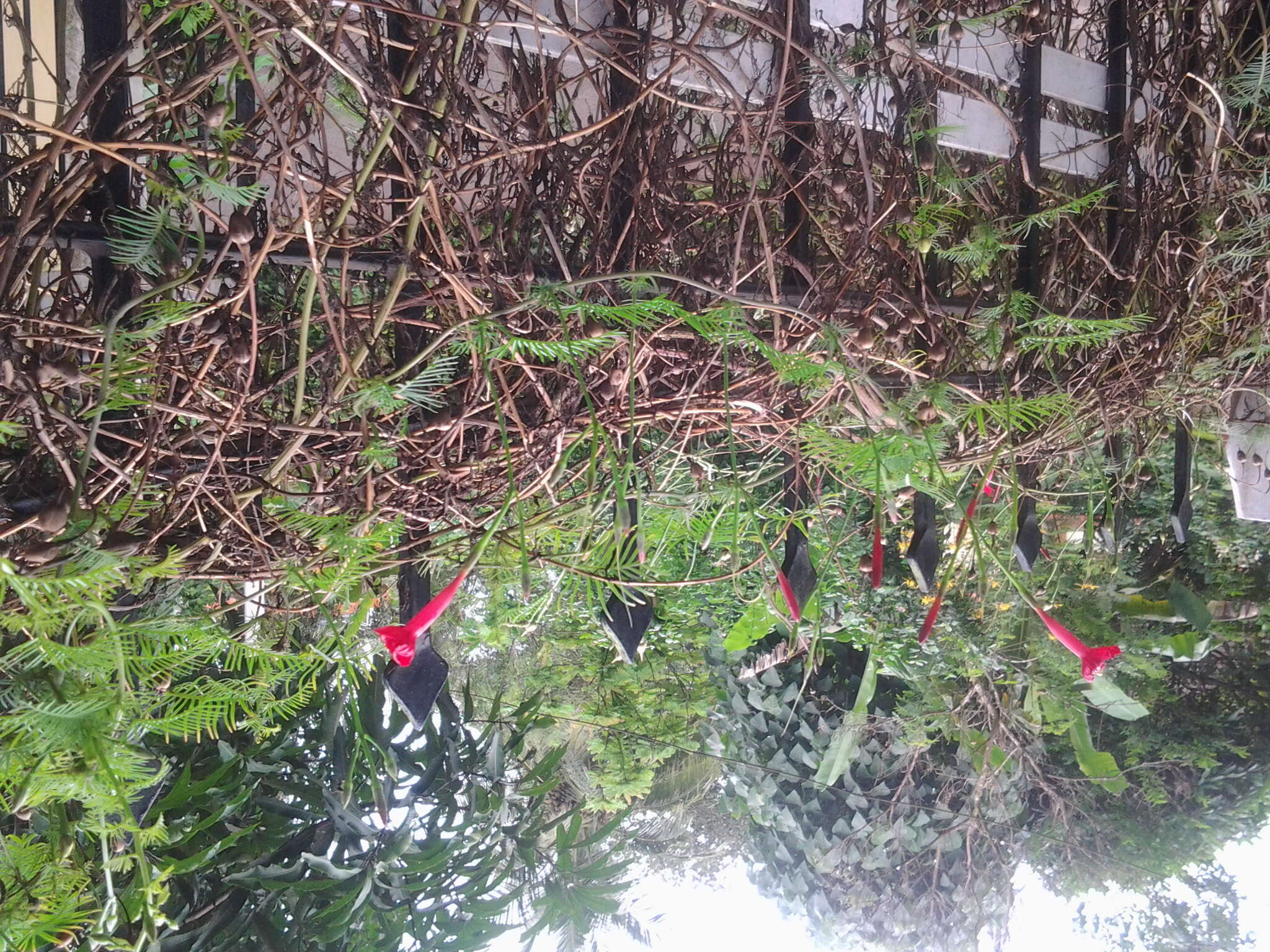 Image of Cypress Vine