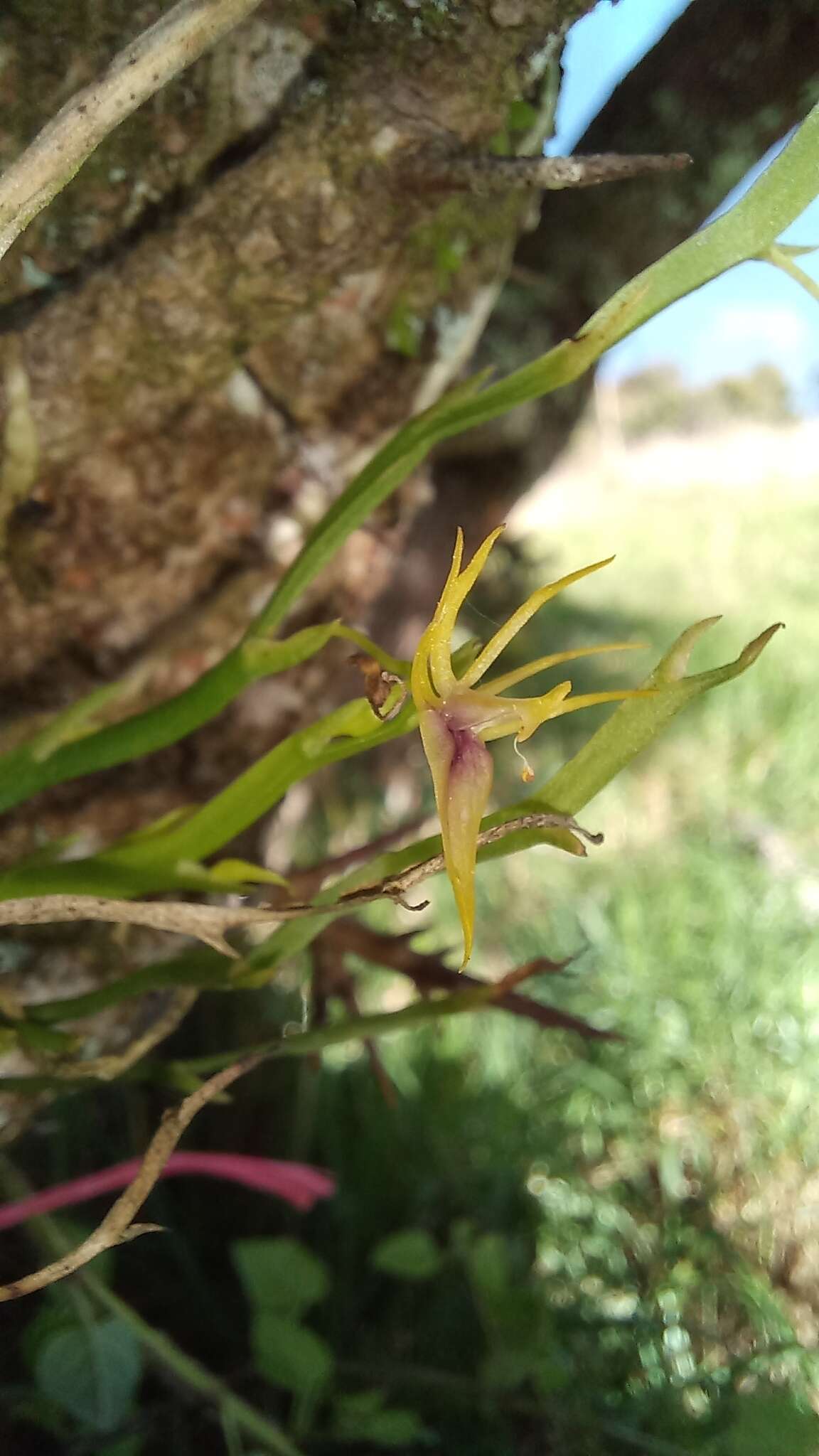 Image of Hofmeisterella eumicroscopica (Rchb. fil.) Rchb. fil.