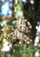 Image of Garden spider