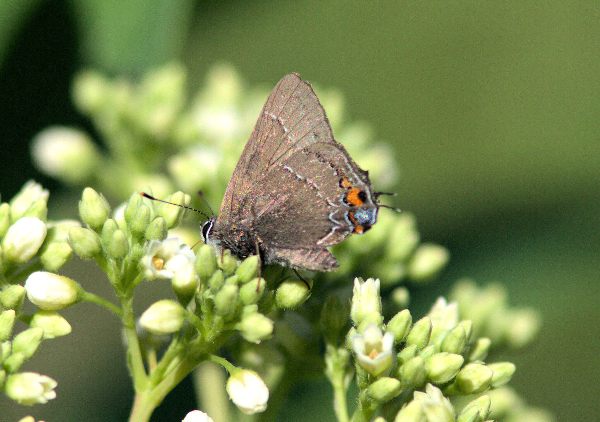 Image of <i>Satyrium favonius ontario</i>