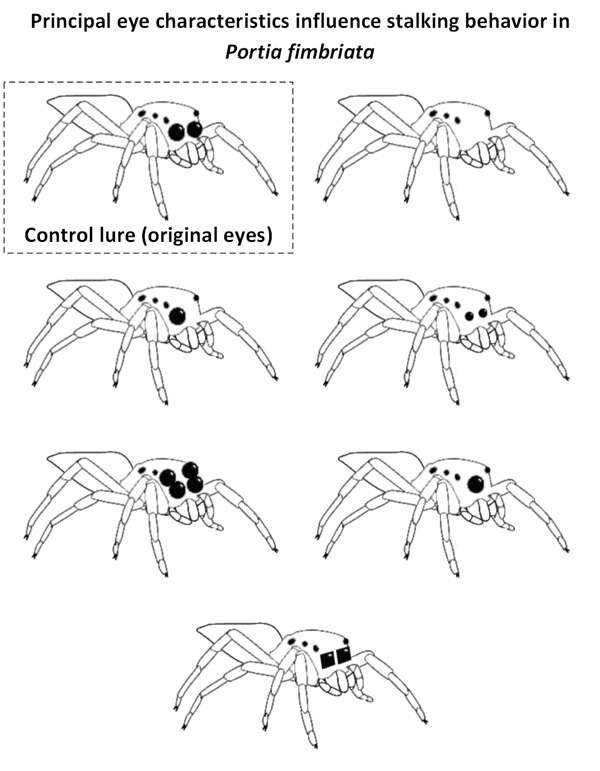 Image of Fringed Jumping Spider