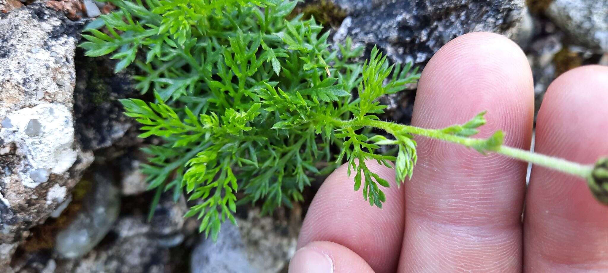 Слика од Achillea oxyloba subsp. schurii (Sch. Bip.) Heimerl