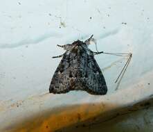 Image of The Laugher Moth