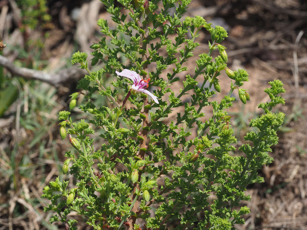 Image of Pelargonium crispum (Berg.) L'Her.