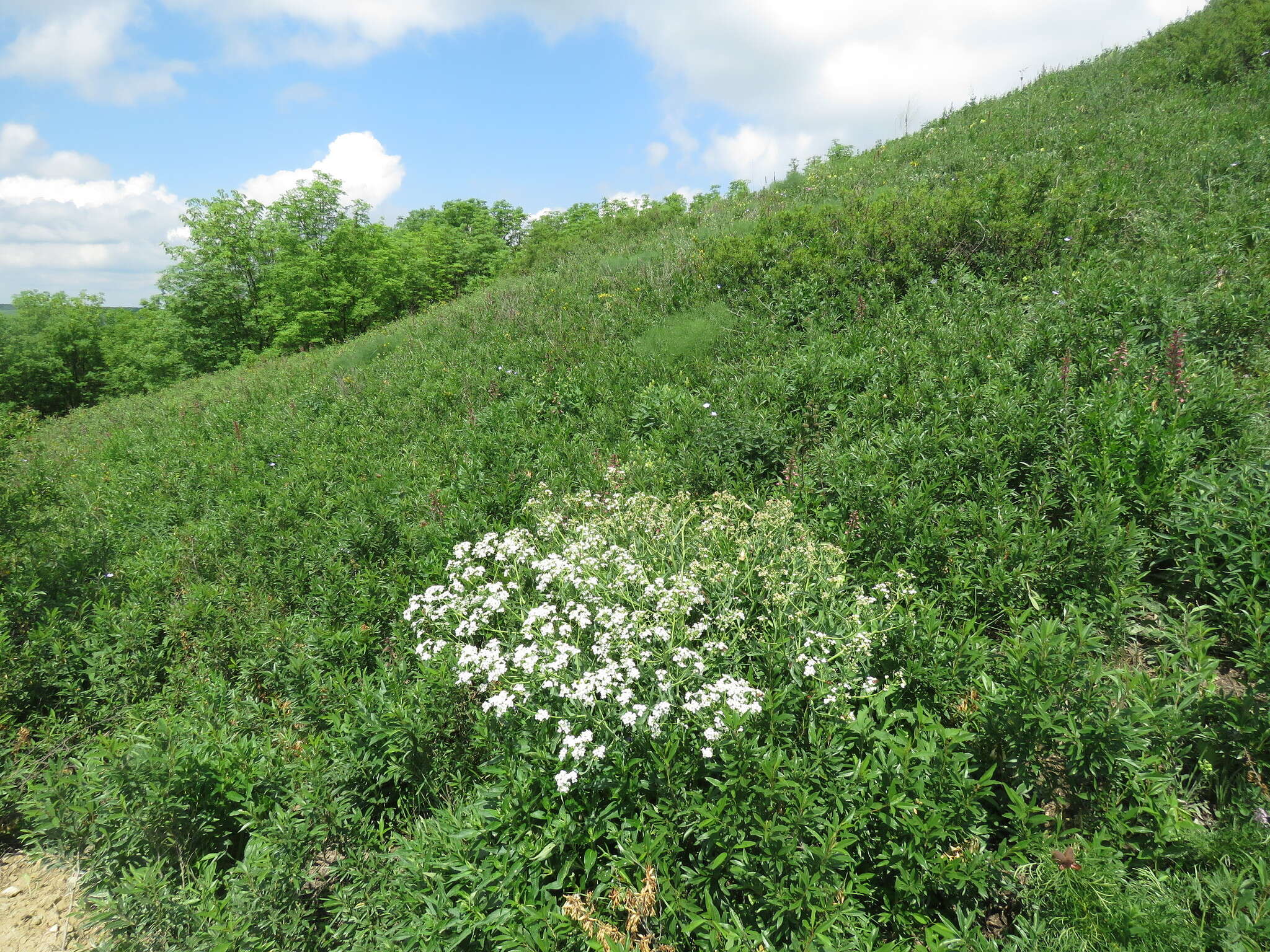 Image of Crambe steveniana Rupr.