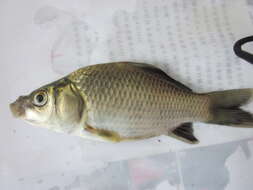 Image of Gibel carp