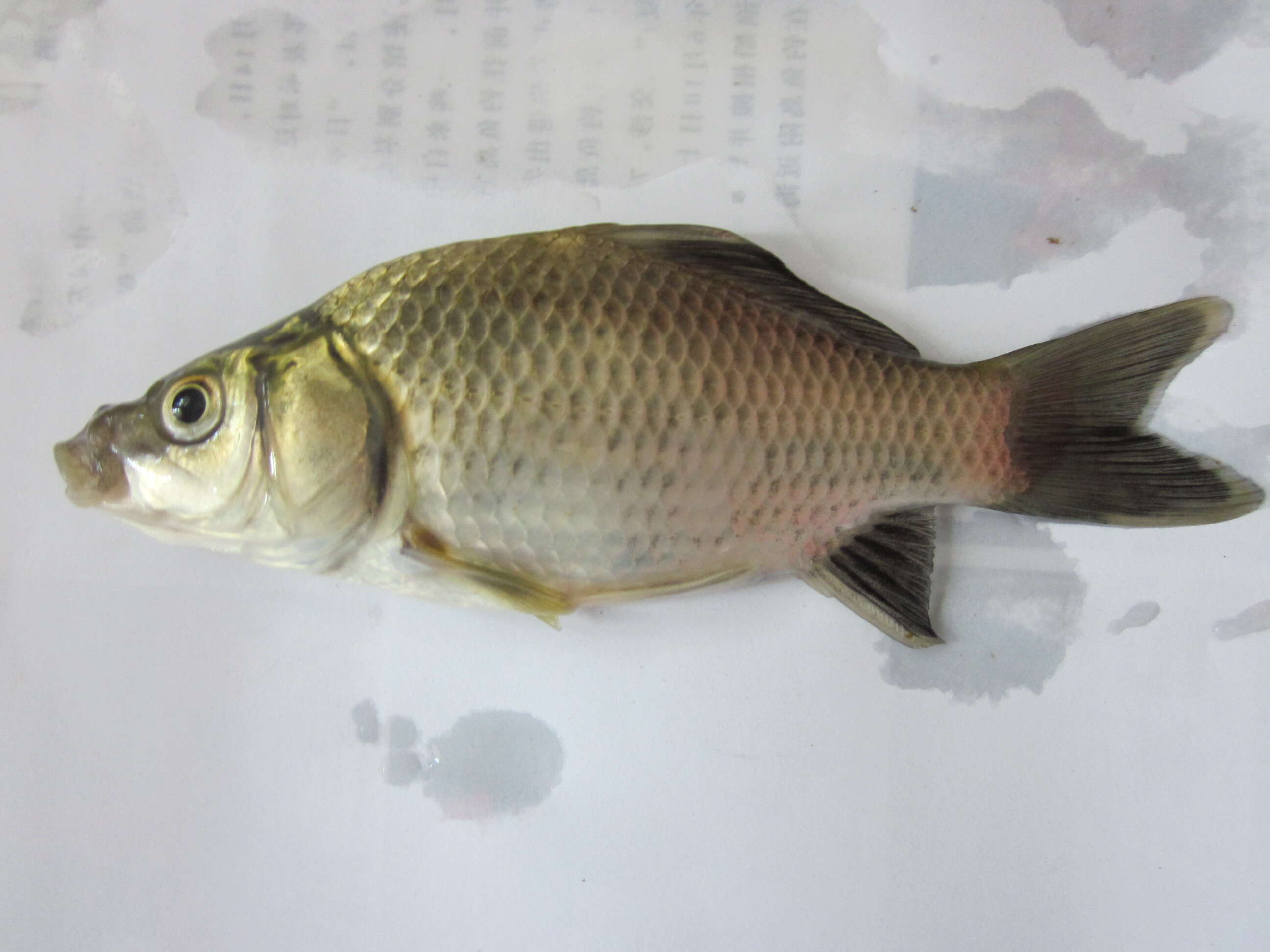 Image of Gibel carp