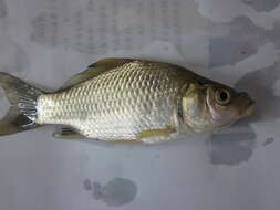 Image of Gibel carp