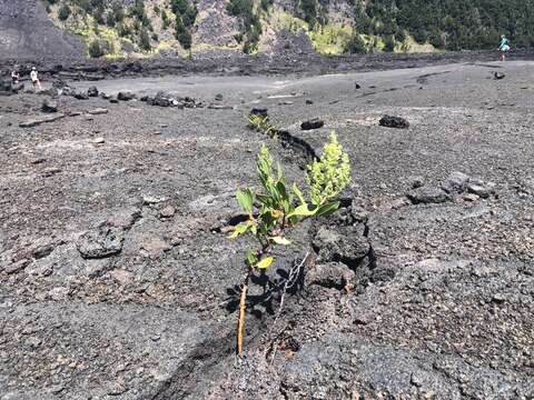 Rumex skottsbergii O. Degener & I. Degener的圖片