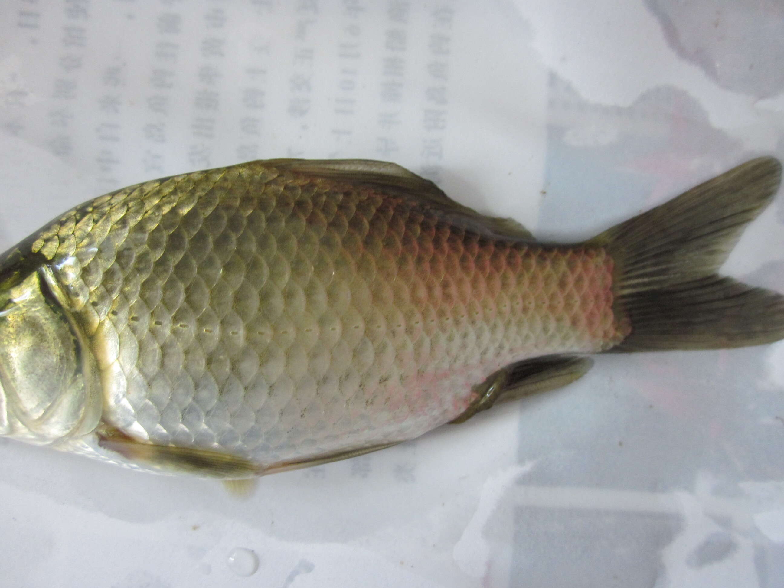 Image of Gibel carp