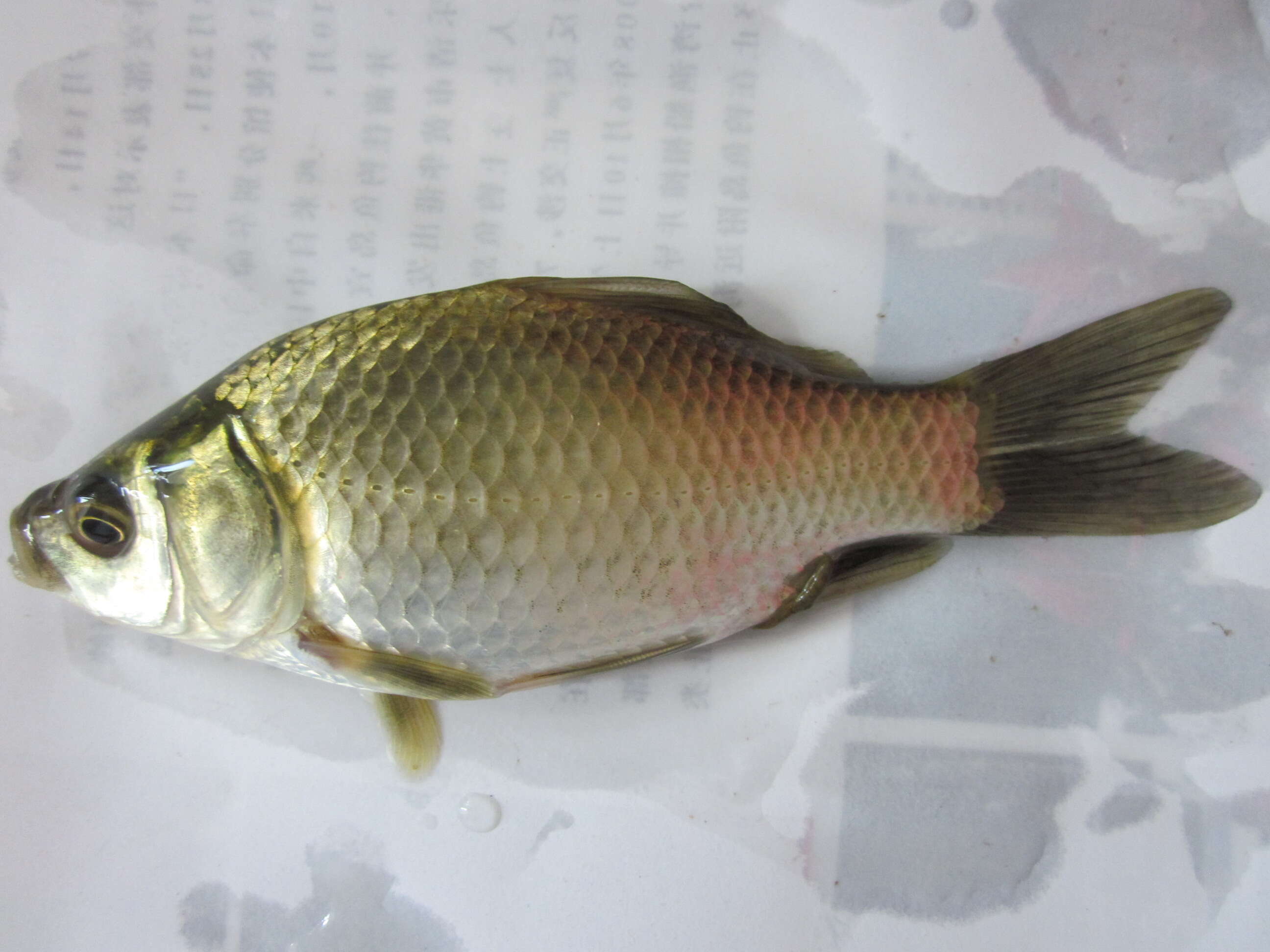 Image of Gibel carp