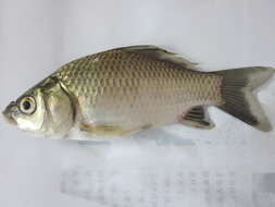 Image of Gibel carp