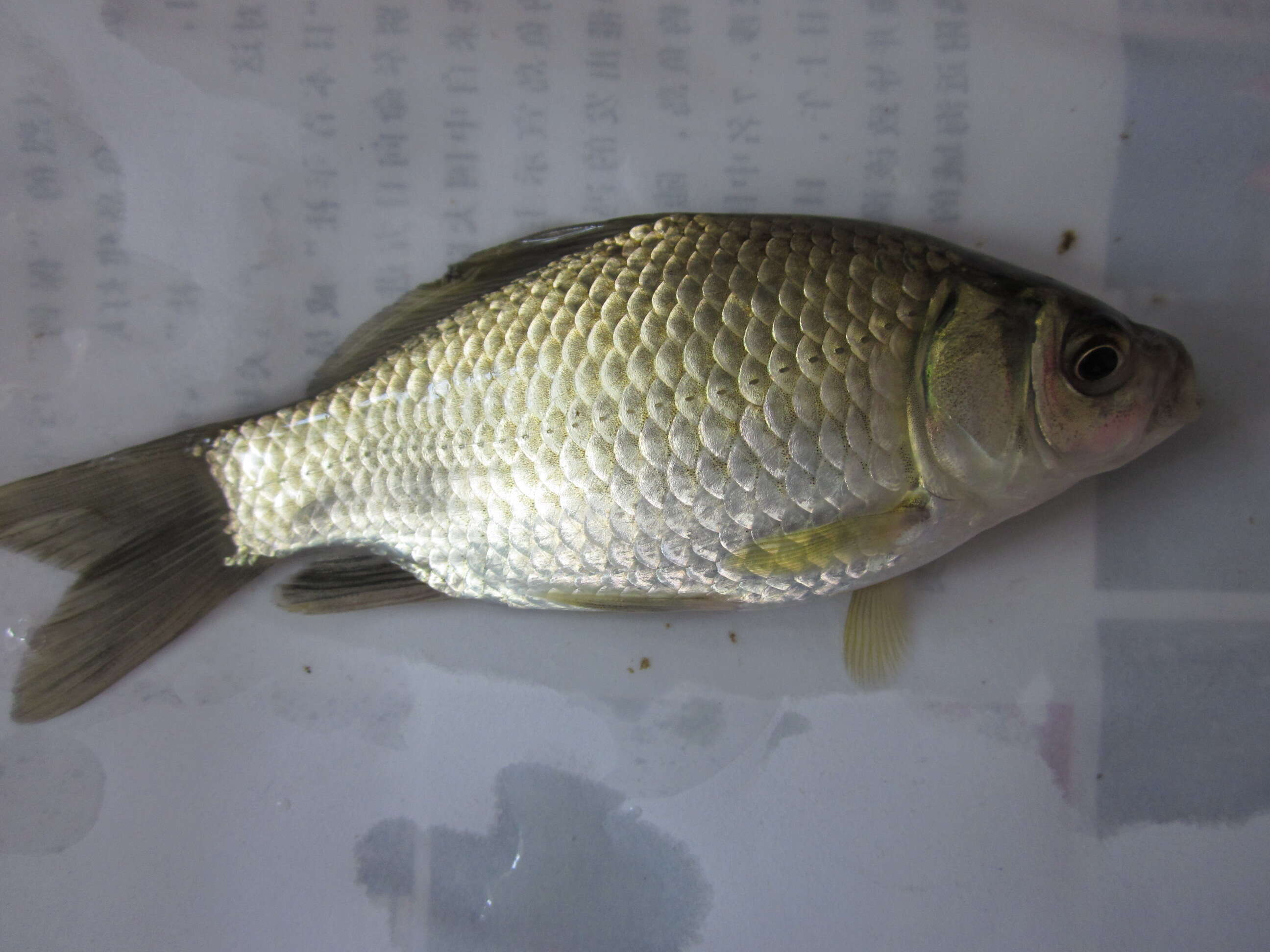 Image of Gibel carp