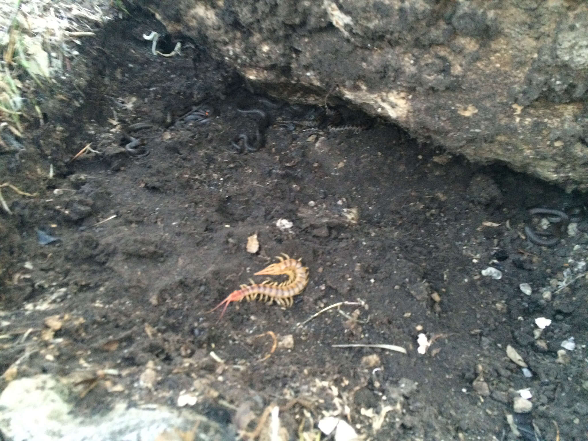 Image of Common Desert Centipede