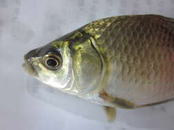 Image of Gibel carp