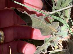 Image of Mojave milkweed