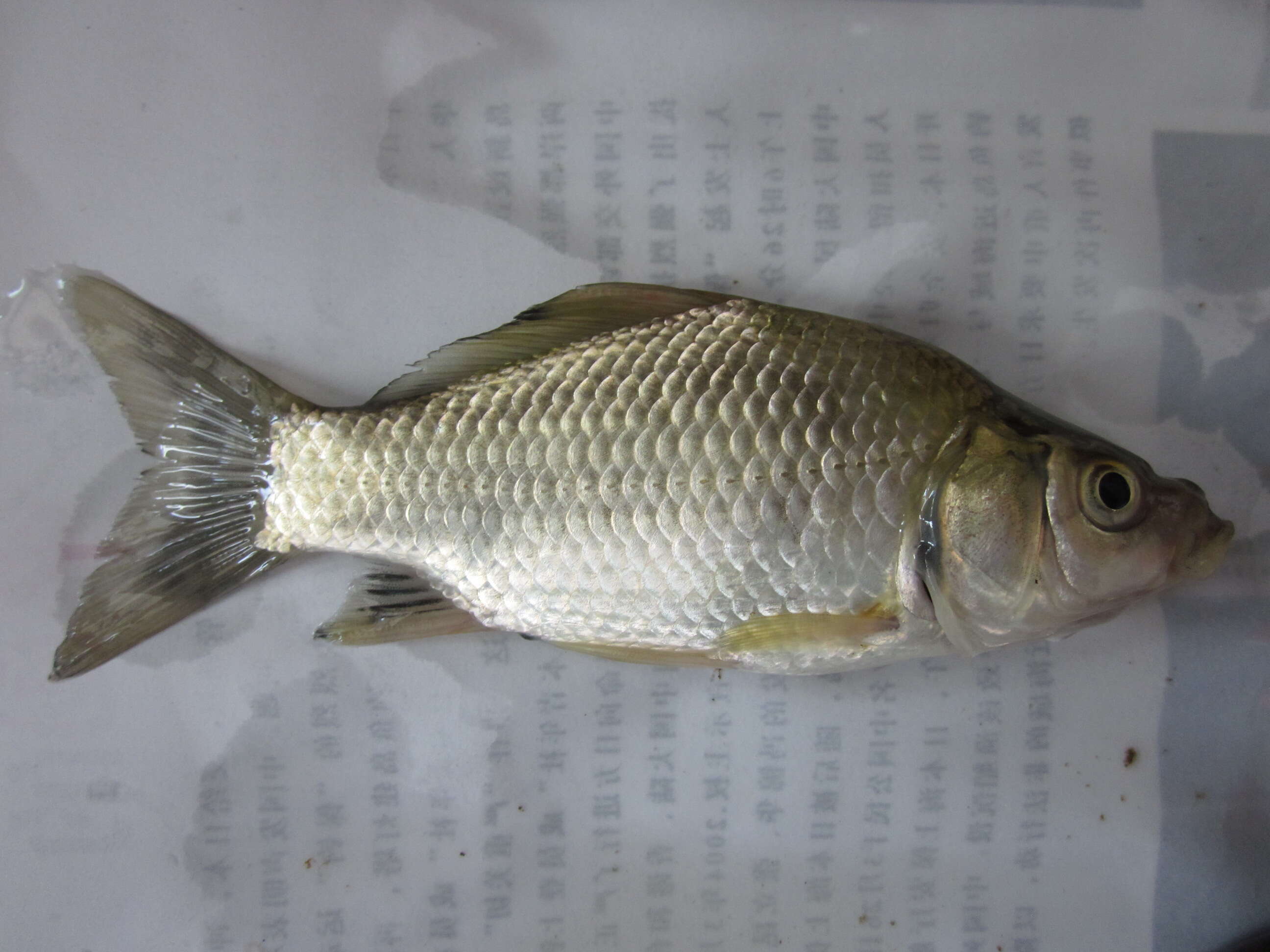 Image of Gibel carp