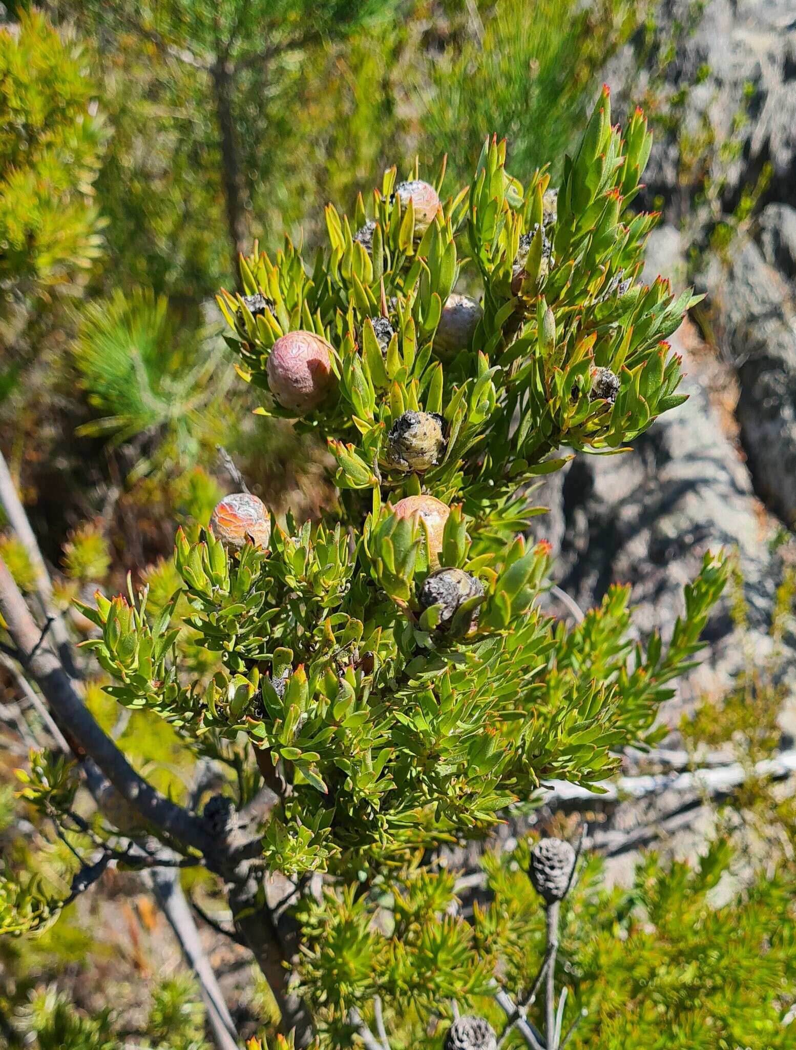 Image of Leucadendron uliginosum subsp. glabratum I. J. M Williams