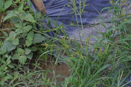 Image of ricefield flatsedge