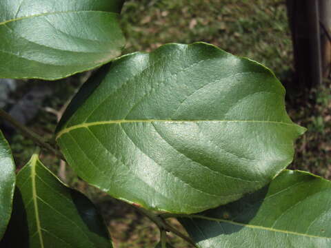 Plancia ëd Lagerstroemia microcarpa Wight