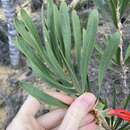 Imagem de Melaleuca blepharosperma (F. Müll.) Craven & R. D. Edwards