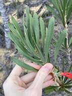 Image of Melaleuca blepharosperma (F. Müll.) Craven & R. D. Edwards