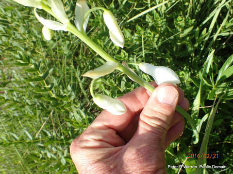 Image of Ornithogalum candicans (Baker) J. C. Manning & Goldblatt