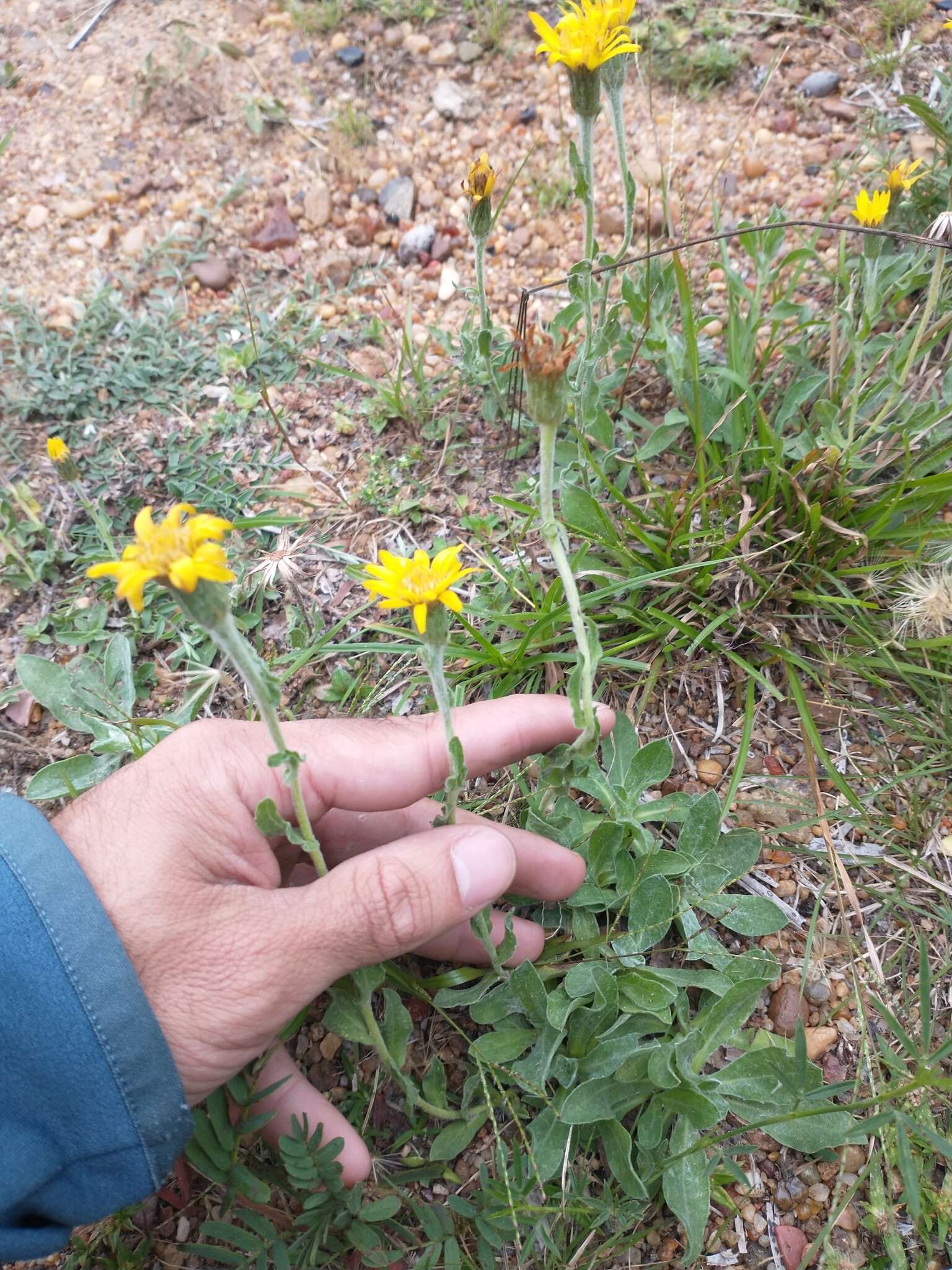 Imagem de Noticastrum acuminatum (DC.) Cuatrec.