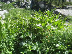 Imagem de Pedicularis bracteosa var. flavida (Pennell) Cronq.