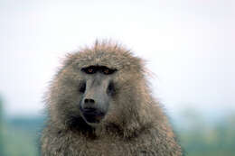 Image of Baboon