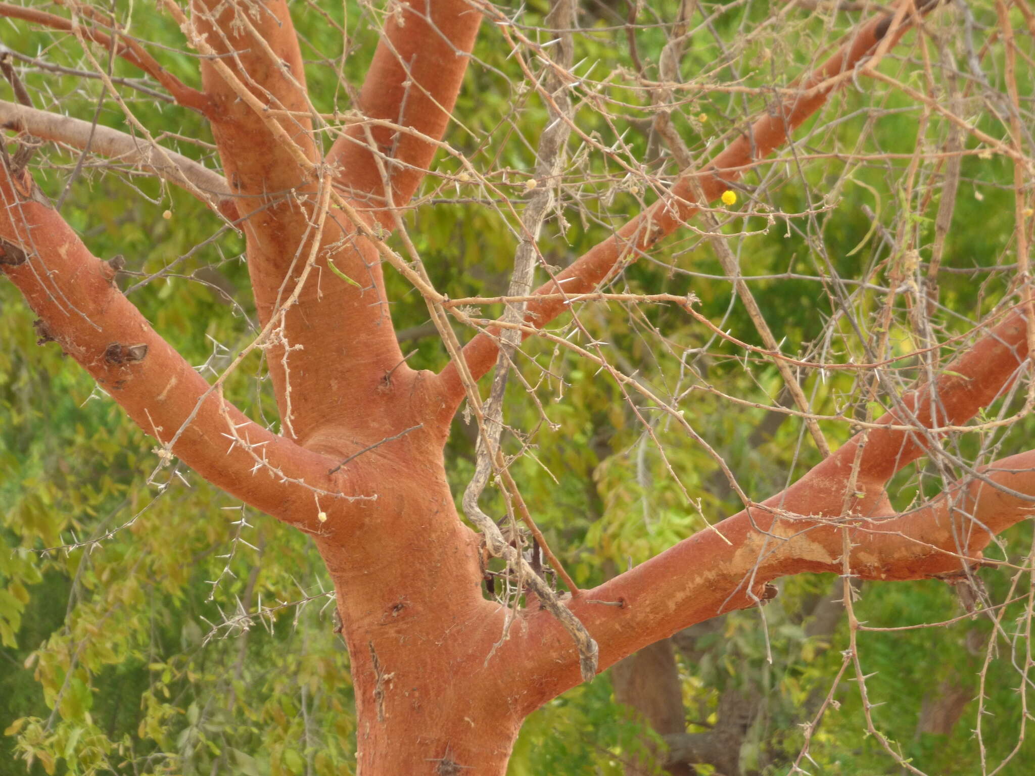 Vachellia seyal (Delile) P. J. H. Hurter resmi