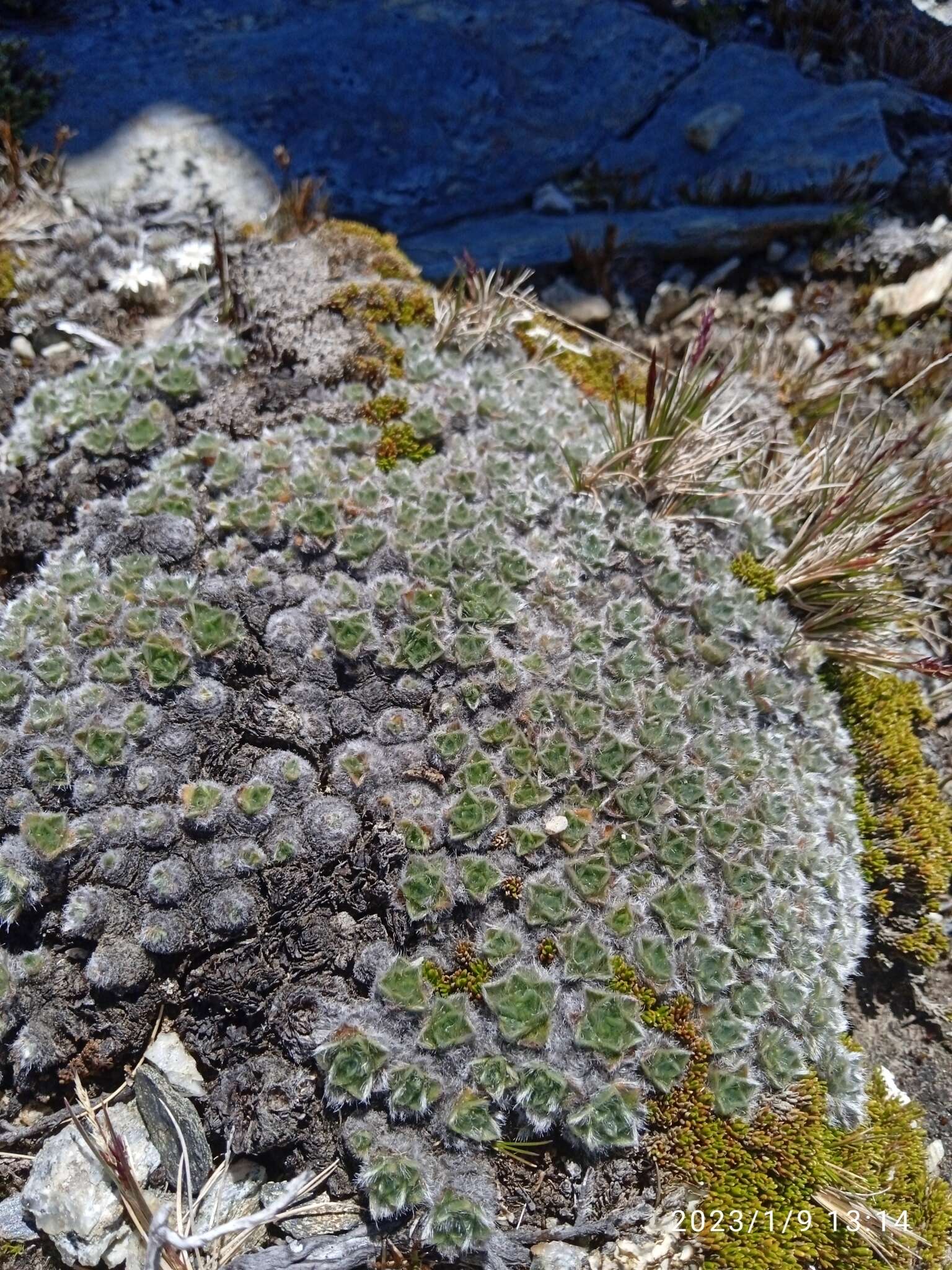 Imagem de Myosotis pulvinaris Hook. fil.