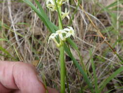 Слика од Stackhousia subterranea W. R. Barker