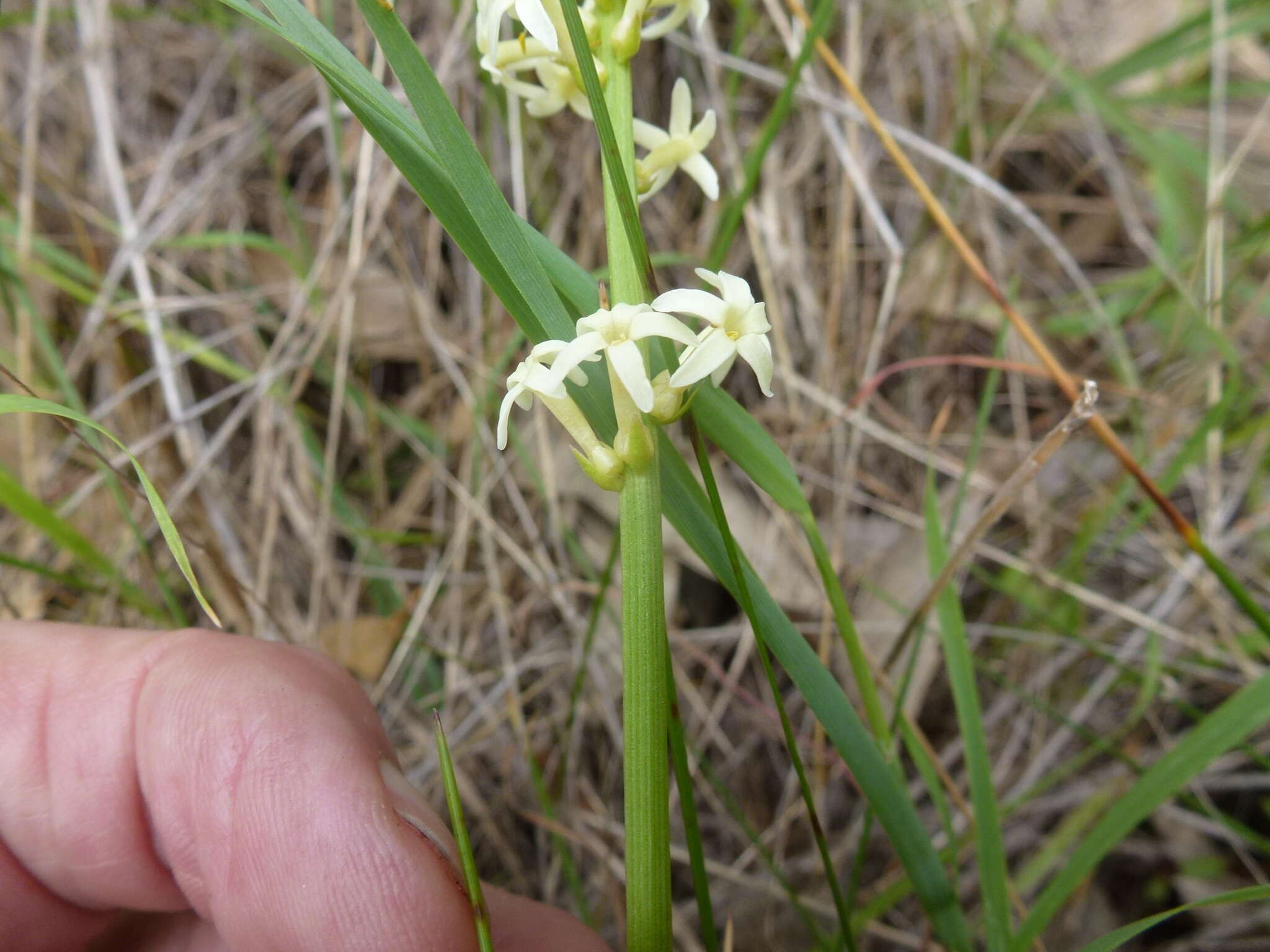 Слика од Stackhousia subterranea W. R. Barker