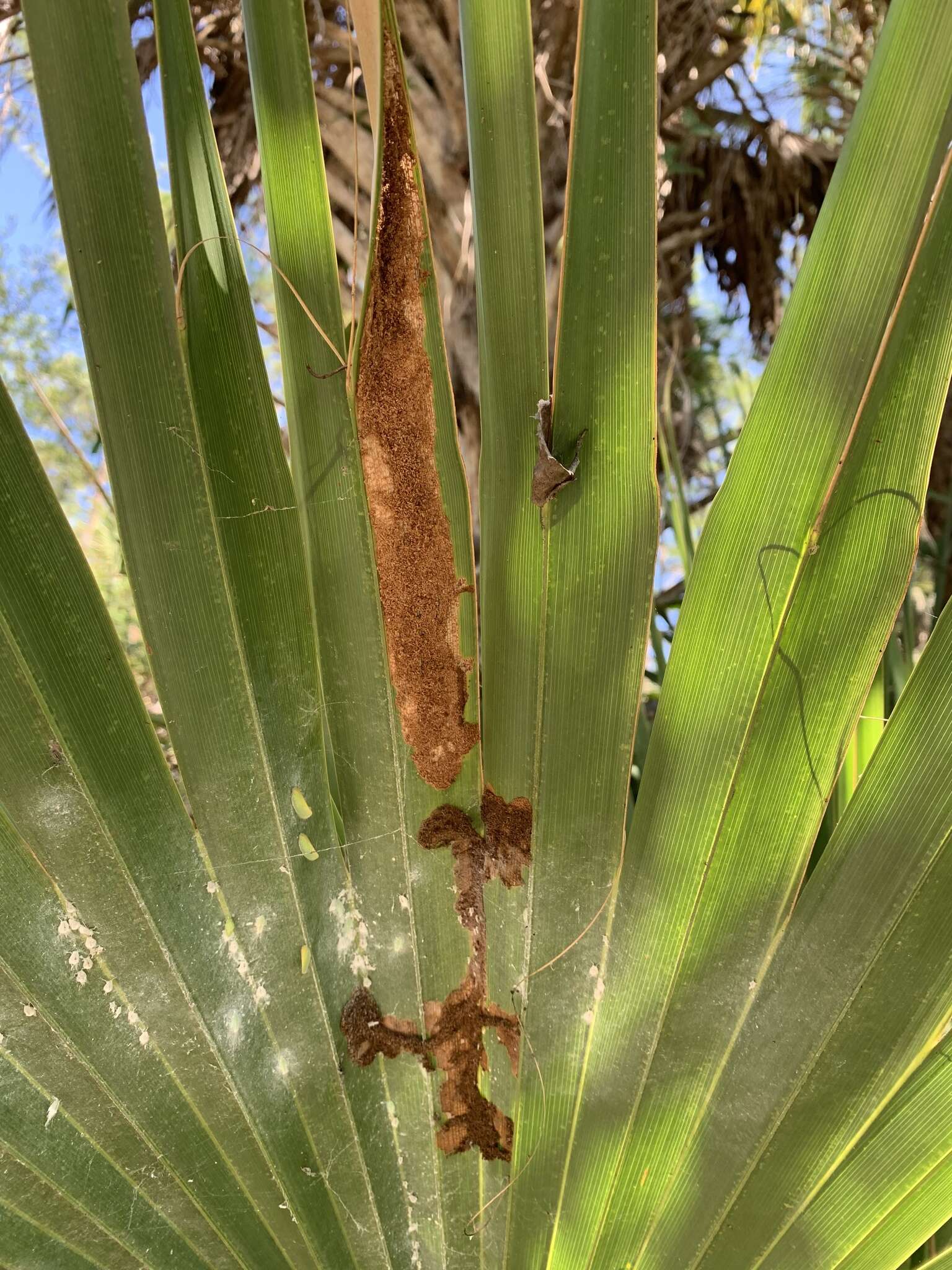 Image of Exclamation Moth