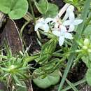 Image de Asperula scoparia Hook. fil.