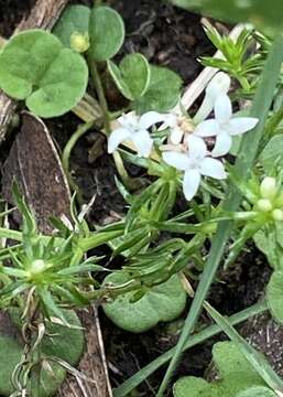 Image de Asperula scoparia Hook. fil.