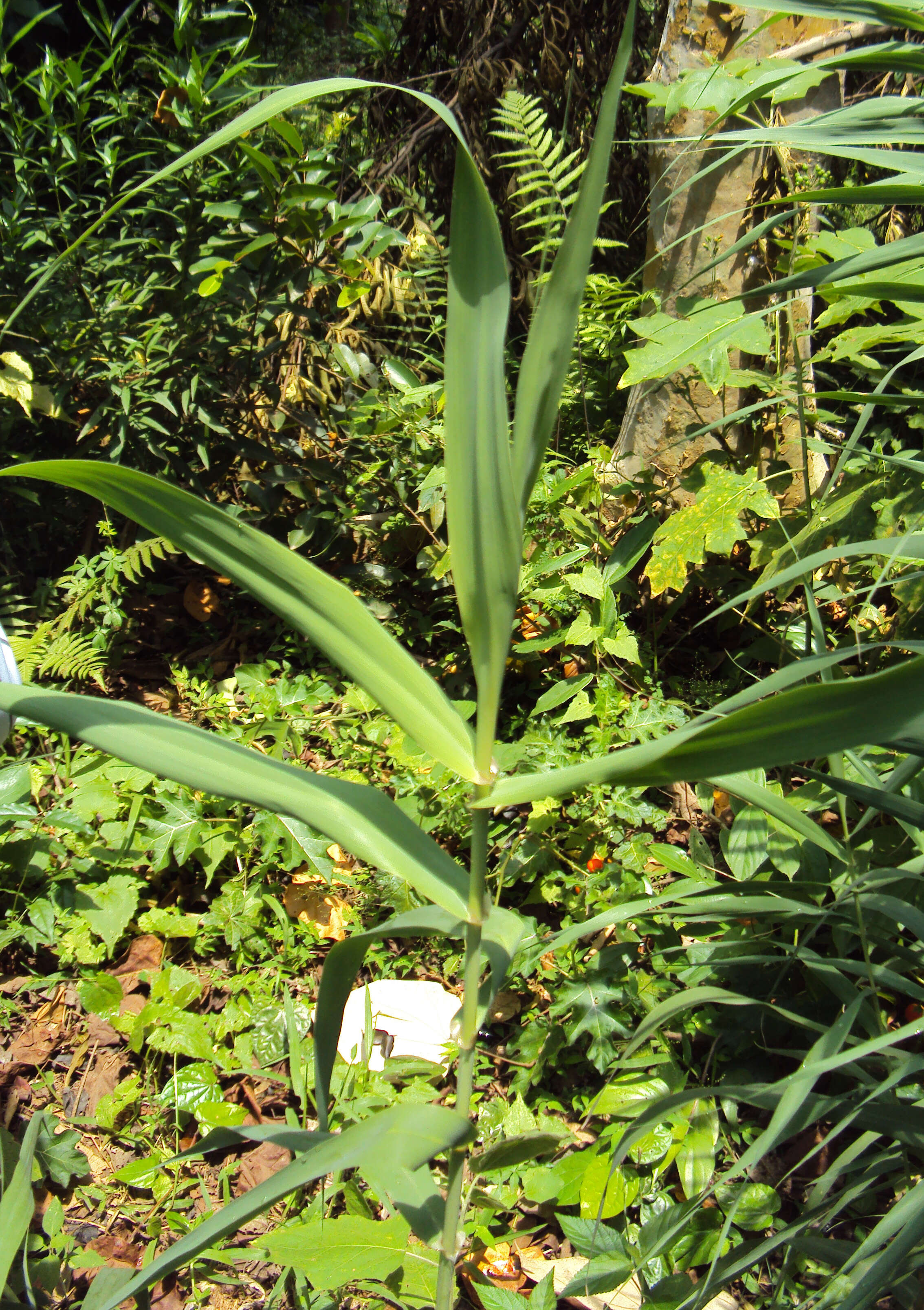 Image of giant reed