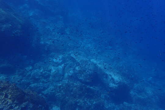 Imagem de Chromis chromis (Linnaeus 1758)