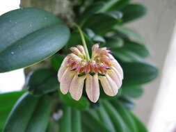 Image of Bulbophyllum roxburghii (Lindl.) Rchb. fil.