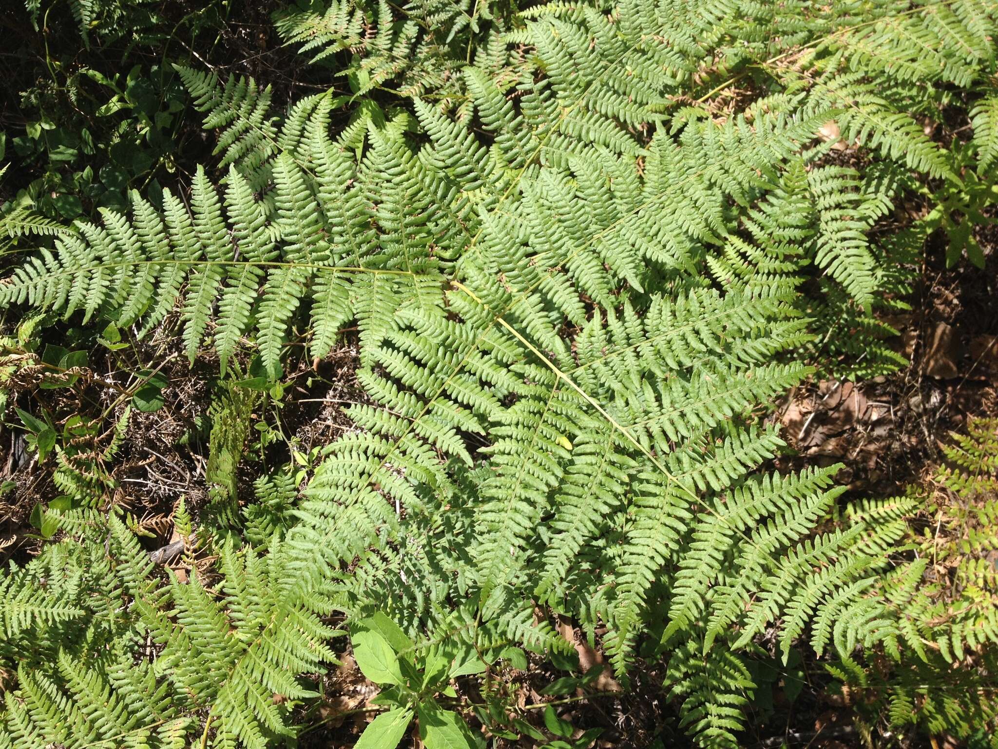 Imagem de Pteridium feei (W. Schaffn. ex Fée) Faull